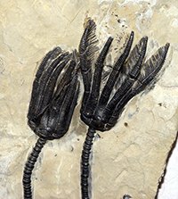 Crinoid